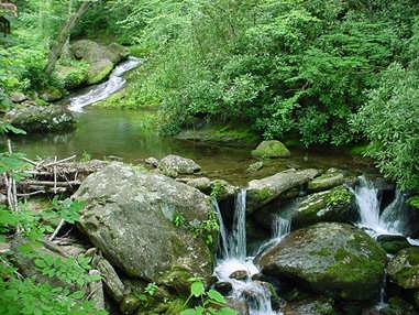 Mountain Vacation Rental Burnsville North Carolina Pets