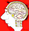 Cerebro masculino.jpg (47132 bytes)