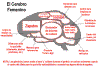 cerebrofe.gif (23521 bytes)