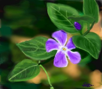 Vinca