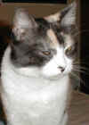 catface.JPG (59408 bytes)
