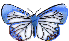 btrfly7.gif