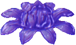 flw11.gif
