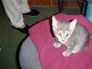 Misty_two_months_old_August_2004