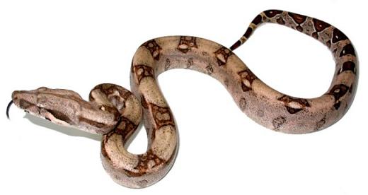 A boa constrictor: