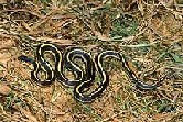 Garter Snake