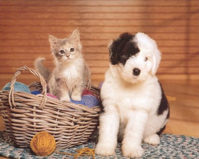 a_little_about_pets