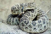 Rattlesnake