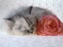precious_moments