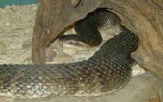 Water Moccasin
