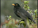 a blackbird