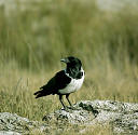 picture of one crow