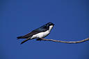 picture of a swallow