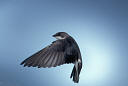 picture of a swallow