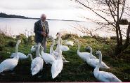 picture of swans and link to bigger picture