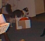 [Homer's toybox]