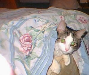 [Peek-A-Boo!]