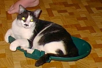 [Spin the kitty!]