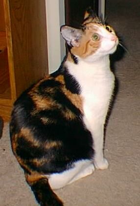 [Oh, da pretty Crickie!]