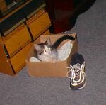 [He liked the box-bed]