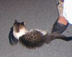 [a neighbor's shoe]