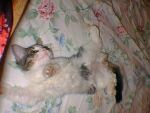 [One relaxed kitten!]