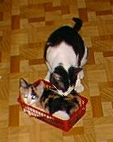 [Cricket in the toy box]