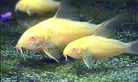 [Albino Catfish]