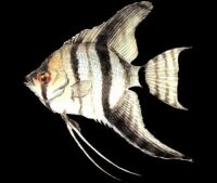 [Angelfish]