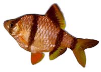 [Tiger Barb]