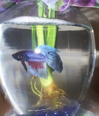 [Siamese Fighting Betta fish]