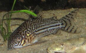 [Tiger Catfish]