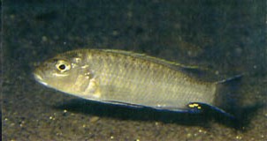 [cichlid]