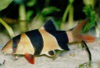 [Clown Loach]