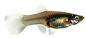 [Fancy Tail Guppies - female]