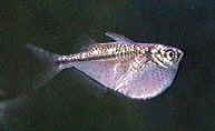 [Hatchetfish]