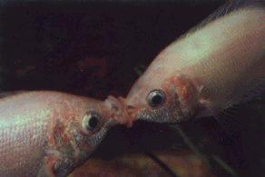 [Kissing Gourami]