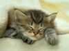 [another sweet kitty]