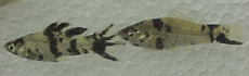 [Marble Mollies]