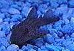 [fish]