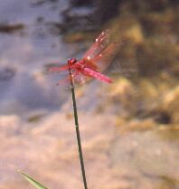 [red dragonfly]