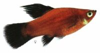 [Red Wag Platy]