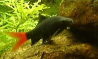 [Red-Tailed Shark]