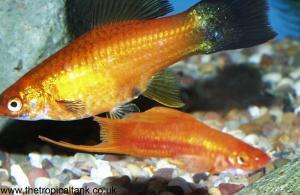 [Swordtails]