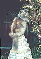 Cornelia's cat