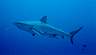 shark11.jpg