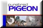 Purebredpigeon - USA