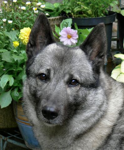 Lexi flower girl, August 2009