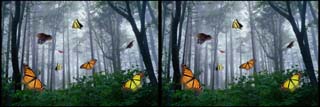 Butterflies