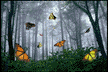 Butterflies